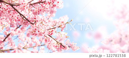 Horizontal banner with sakura flowers of pink color on sunny backdrop. Beautiful nature spring background with a branch of blooming sakura. Sakura blossoming season in Japan 122781538