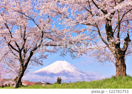 山梨県　忍野村　富士山と桜並木 122781753