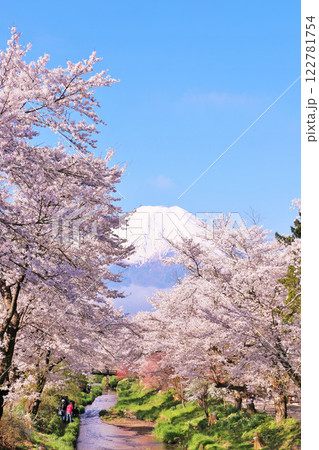 山梨県　忍野村　新名庄川の桜並木と富士山 122781754