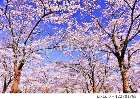 春の綺麗な桜 春の綺麗な桜 122781769