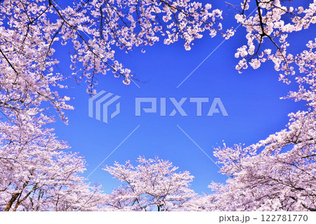 春の綺麗な桜 春の綺麗な桜 122781770