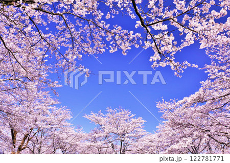 春の綺麗な桜 122781771