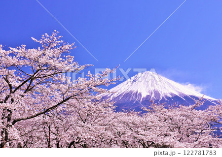 日本の春 富士山と桜 日本の春 富士山と桜 122781783