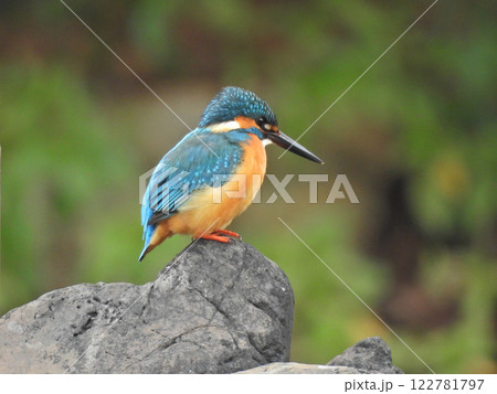 岩の上のカワセミ 122781797