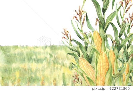 Cornfield or golden maize field watercolor banner. Countryside landscape, farming scenery. Agricultural field with harvest, yellow flowers or plant crops Hand drawn illustration on isolated background Cornfield or golden maize field watercolor banner. Countryside landscape, farming scenery. Agricultural field with harvest, yellow flowers or plant crops Hand drawn illustration on isolated background 122781860