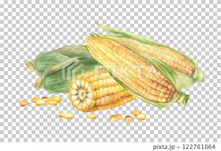 Sweet Corn composition. Yellow cut and whole maize cob, kernel of corn, husks. Seeds and green leaves of sweet corn plant. Watercolor hand painted illustration for food label Isolated from background 122781864