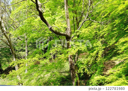 新緑のモミジと雑木林の木立　【相模原市津久井　4月】 122781980