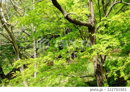 新緑のモミジと雑木林の木立　【相模原市津久井　4月】 122781981