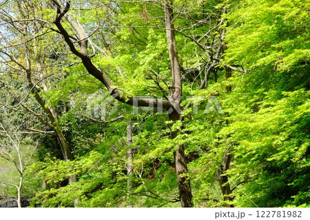 新緑のモミジと雑木林の木立 　【相模原市津久井　4月】 122781982