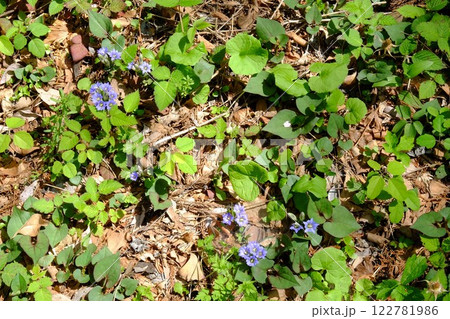 フデリンドウの花咲く 【相模原市津久井 4月】 フデリンドウの花咲く 【相模原市津久井 4月】 122781986