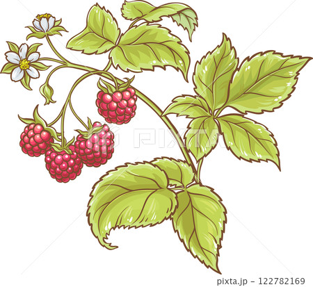 Raspberry Branch Colored Detailed Illustration. 122782169