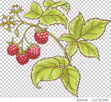 Raspberry Branch Colored Detailed Illustration. 122782169