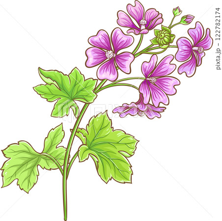 Malva Plant with Flowers and Leaves Colored Detailed Illustration. Malva Plant with Flowers and Leaves Colored Detailed Illustration. 122782174