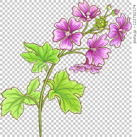 Malva Plant with Flowers and Leaves Colored Detailed Illustration. Malva Plant with Flowers and Leaves Colored Detailed Illustration. 122782174