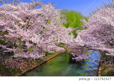 【京都府】晴天の伏見十石舟と満開の桜 122782427
