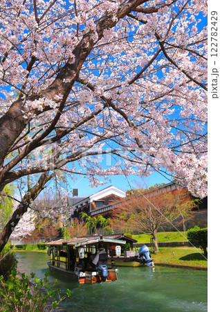 【京都府】晴天の月桂冠大倉記念館と満開の桜(伏見十石舟) 【京都府】晴天の月桂冠大倉記念館と満開の桜(伏見十石舟) 122782429