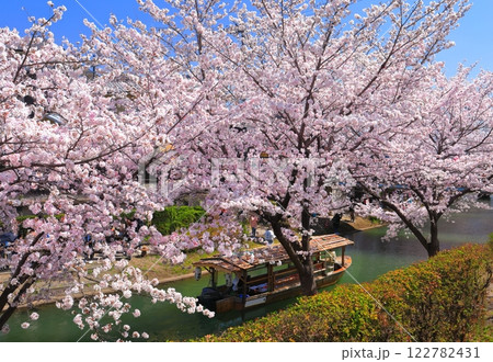 【京都府】晴天の伏見十石舟と満開の桜 122782431