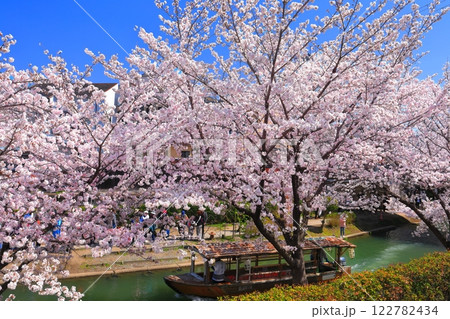 【京都府】晴天の伏見十石舟と満開の桜 122782434