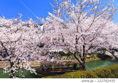 【京都府】晴天の伏見十石舟と満開の桜 【京都府】晴天の伏見十石舟と満開の桜 122782435
