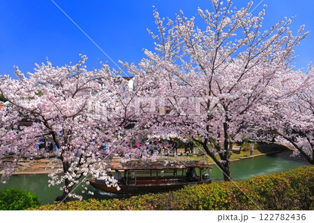 【京都府】晴天の伏見十石舟と満開の桜 122782436