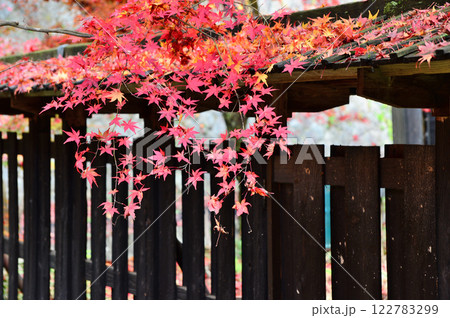 新潟市中野邸の大庭園の紅葉 新潟市中野邸の大庭園の紅葉 122783299