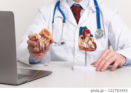 A cardiologist uses a heart model to demonstrate the anatomy, function, and treatment of cardiovascular diseases 122783443