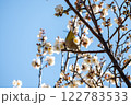 梅の蜜を吸うメジロ 122783533
