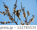 梅の蜜を吸うメジロ 122783535
