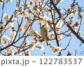 梅の蜜を吸うメジロ 122783537