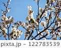 梅の蜜を吸うメジロ 122783539