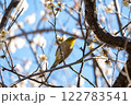 梅の木に止まるメジロ 122783541