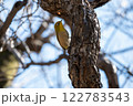 木に止まるメジロ 122783543
