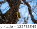 木に止まるメジロ 122783545