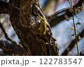 木に止まるメジロ 122783547