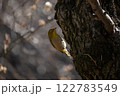 木の枝に止まるメジロ 122783549