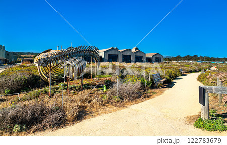 Gray whale skeleton on display at the University of California, Santa Cruz, United States Gray whale skeleton on display at the University of California, Santa Cruz, United States 122783679