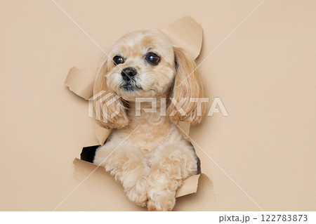 背景紙から顔を出す犬 122783873