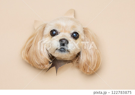 背景紙から顔を出す犬 背景紙から顔を出す犬 122783875