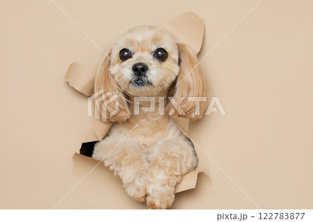 背景紙から顔を出す犬 背景紙から顔を出す犬 122783877