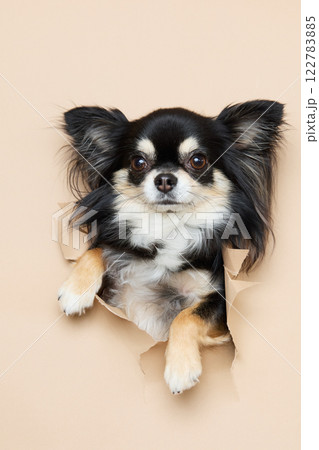 背景紙から顔を出す犬 背景紙から顔を出す犬 122783885