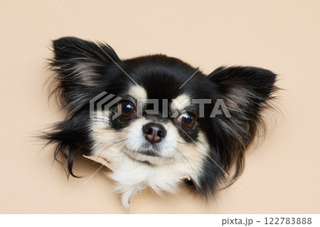 背景紙から顔を出す犬 122783888