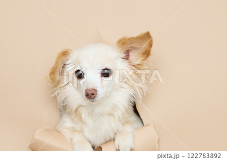 背景紙から顔を出す犬 122783892