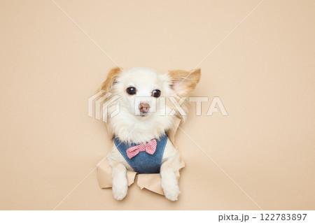 背景紙から顔を出す犬 背景紙から顔を出す犬 122783897