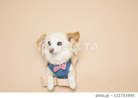 背景紙から顔を出す犬 122783898