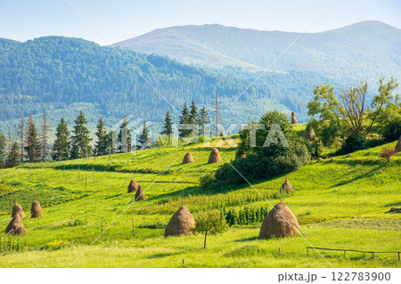 haystacks on the agricultural field near the forest. outdoor adventure. rural landscape at the foot of the mountain in summer. beautiful countryside scenery in evening light. picturesque valley haystacks on the agricultural field near the forest. outdoor adventure. rural landscape at the foot of the mountain in summer. beautiful countryside scenery in evening light. picturesque valley 122783900