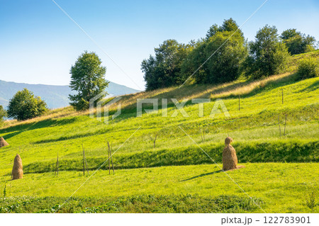 haystacks on the agricultural field near the forest. blue sky. rural landscape at the foot of the mountain in summer. beautiful countryside scenery in evening light. green hill 122783901