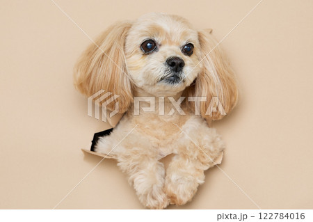 背景紙から顔を出す犬 122784016