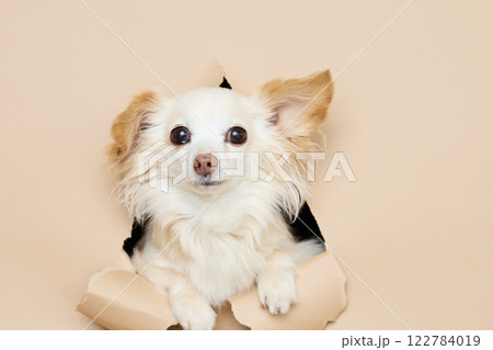 背景紙から顔を出す犬 122784019