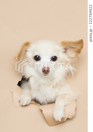 背景紙から顔を出す犬 122784022
