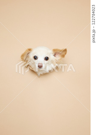 背景紙から顔を出す犬 背景紙から顔を出す犬 122784023